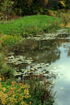 wetlands