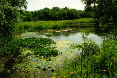 wetlands1
